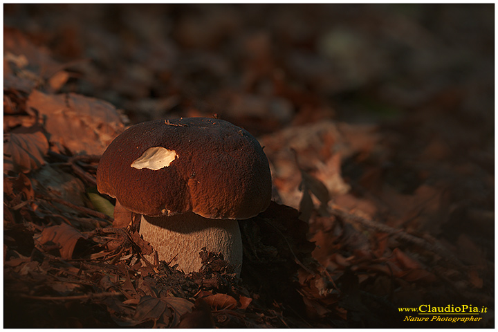 Funghi, toadstools, fungi, fungus, val d'Aveto, Nature photography, macrofotografia, fotografia naturalistica, close-up, mushrooms